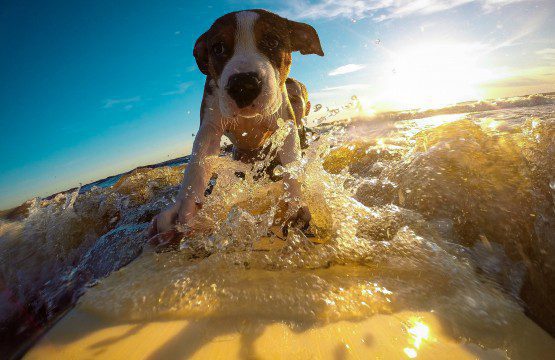 Dog friendly holidays, cottages, lets from Osprey Holiday Cottages